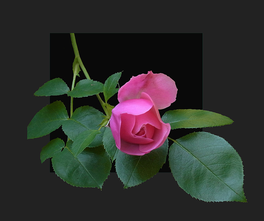 letzte Rose