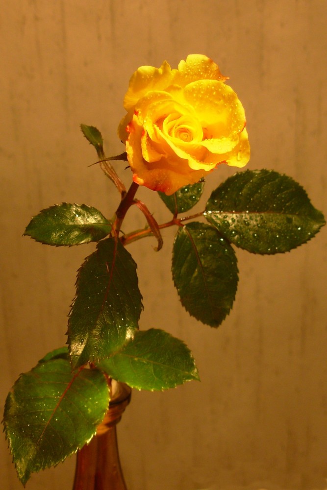 Letzte Rose