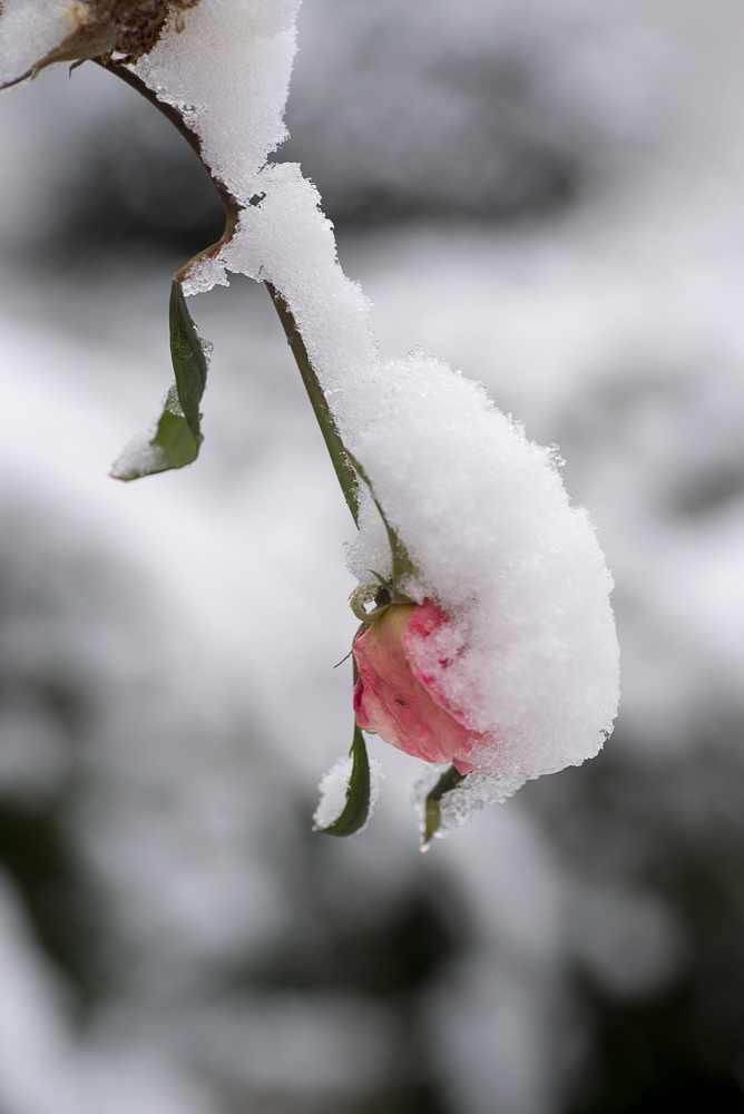 letzte Rose, eingepackt in Eis und Schnee.