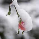 letzte Rose, eingepackt in Eis und Schnee.