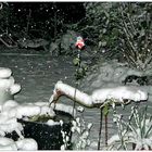 letzte Rose + erster Schnee = tanzender Weihnachtsmann im Schneegestöber