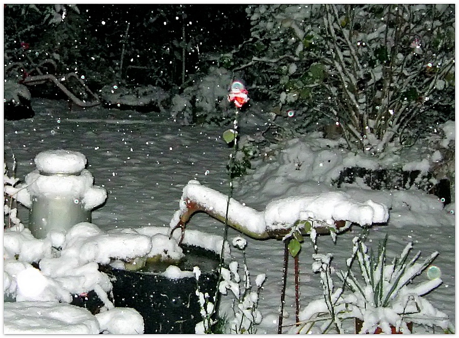 letzte Rose + erster Schnee = tanzender Weihnachtsmann im Schneegestöber von Edith M.