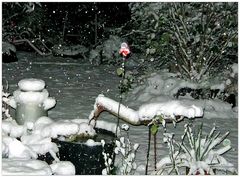 letzte Rose + erster Schnee = tanzender Weihnachtsmann im Schneegestöber