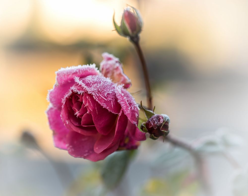 letzte Rose im Garten