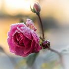 letzte Rose im Garten