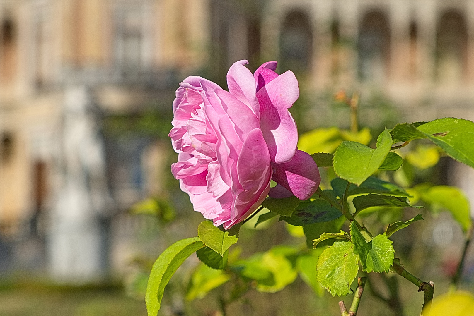 Letzte Rose im herrschaftlichen Garten