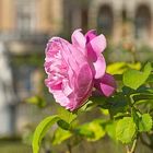 Letzte Rose im herrschaftlichen Garten