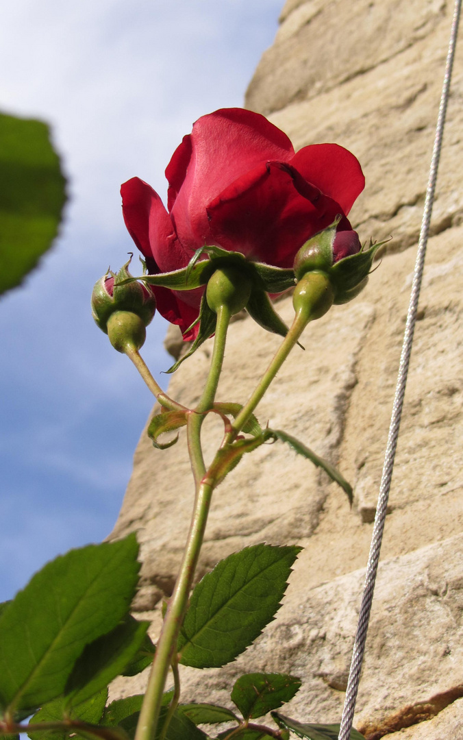 Letzte Rose im Kurgarten Bad Pyrmont