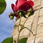 Letzte Rose im Kurgarten Bad Pyrmont