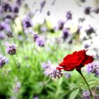 Letzte Rose im Lavendel Meer