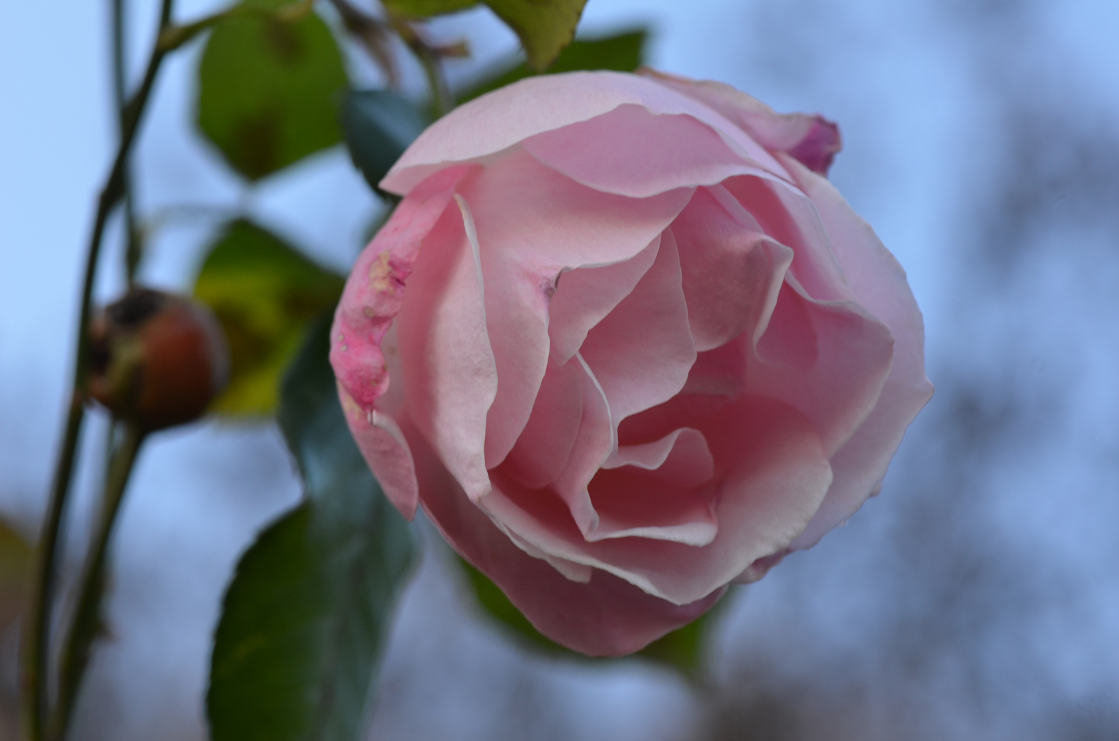 Letzte Rose im November 2011