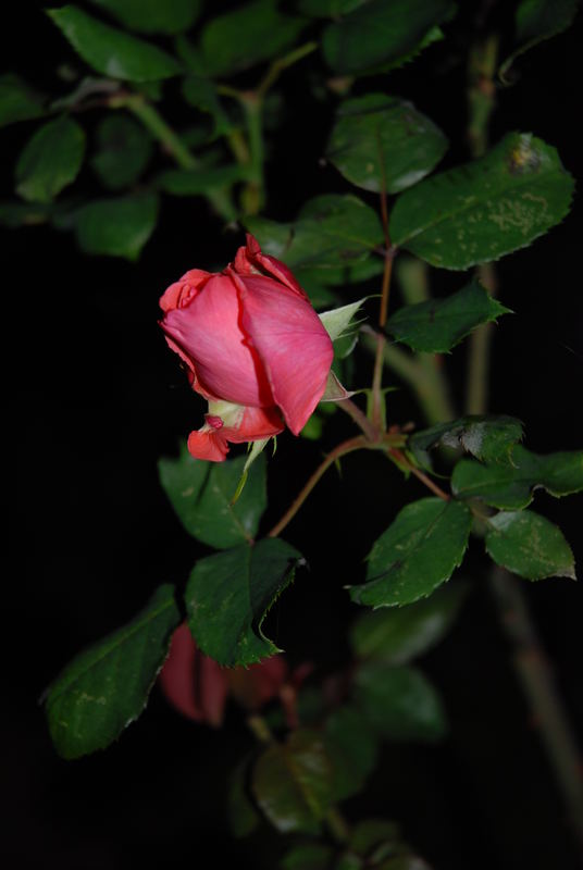 letzte Rose im Oktober