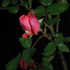 letzte Rose im Oktober