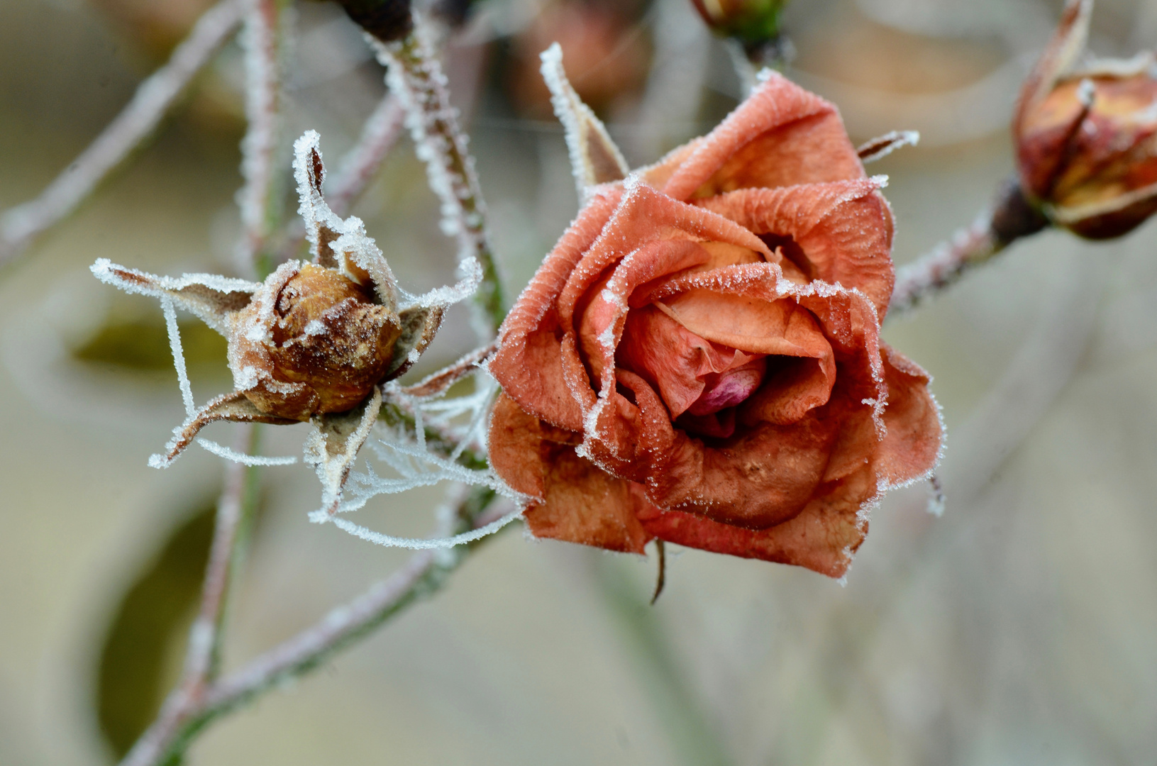 Letzte Rose in 2016 