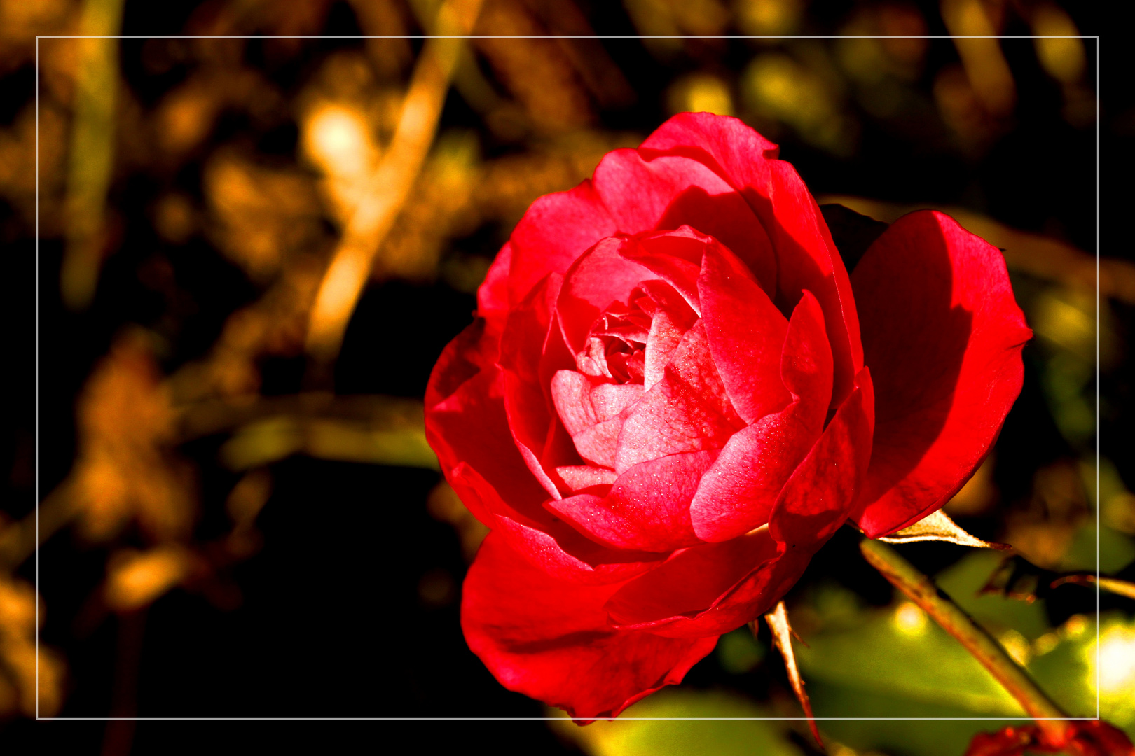 Letzte Rose in der Herbstsonne