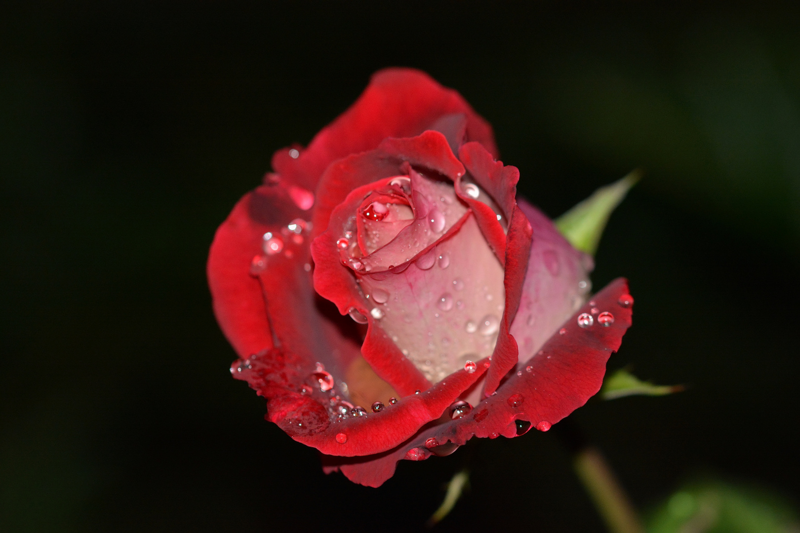 Letzte Rose in meinem Garten