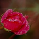 letzte Rose in meinem Garten