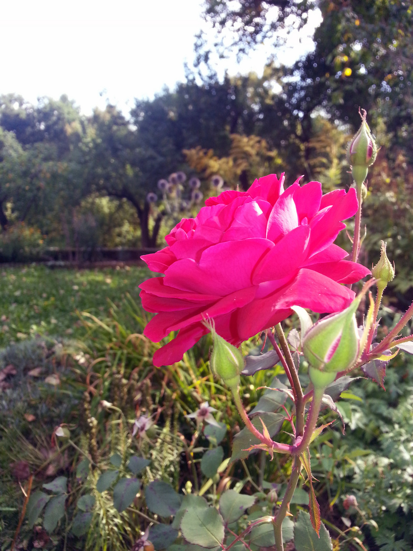 Letzte Rose in unseren Garten