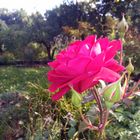 Letzte Rose in unseren Garten