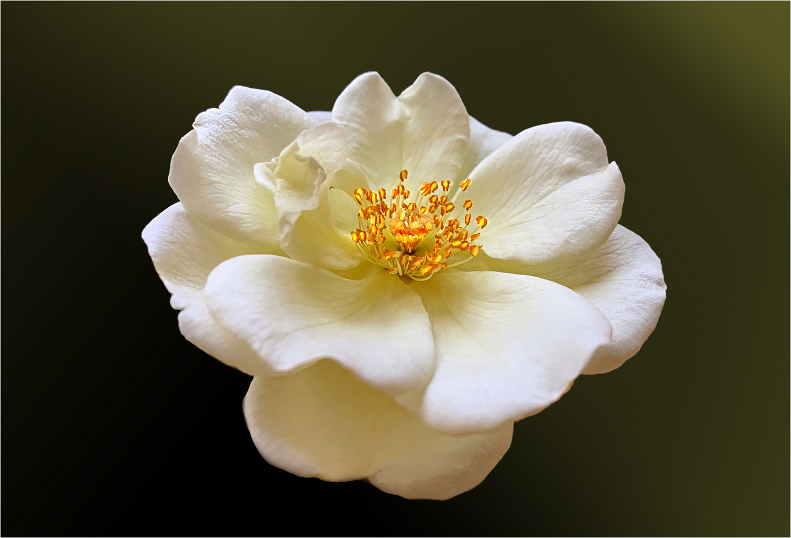 letzte Rose vor dem Winter