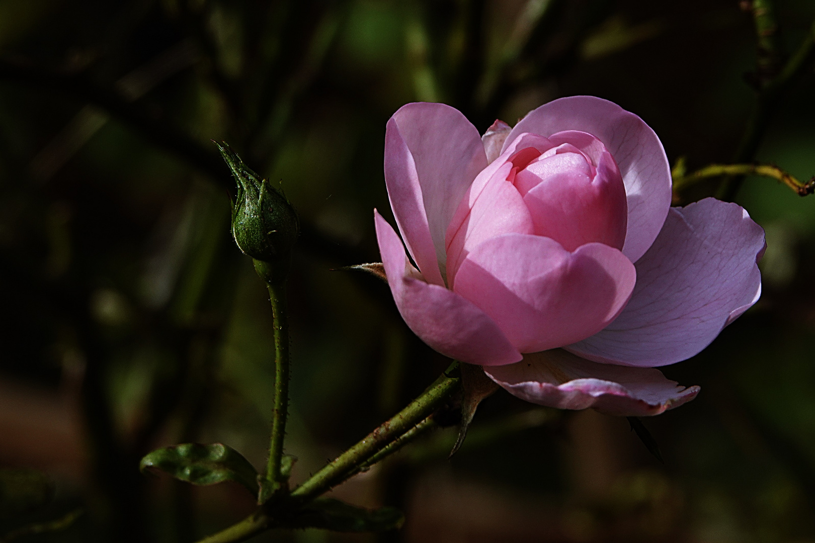 letzte Rose vor dem Winter