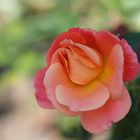 Letzte Rose zum Herbstanfang