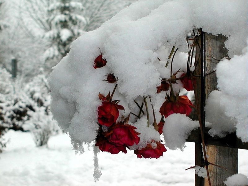 Letzte Rosen