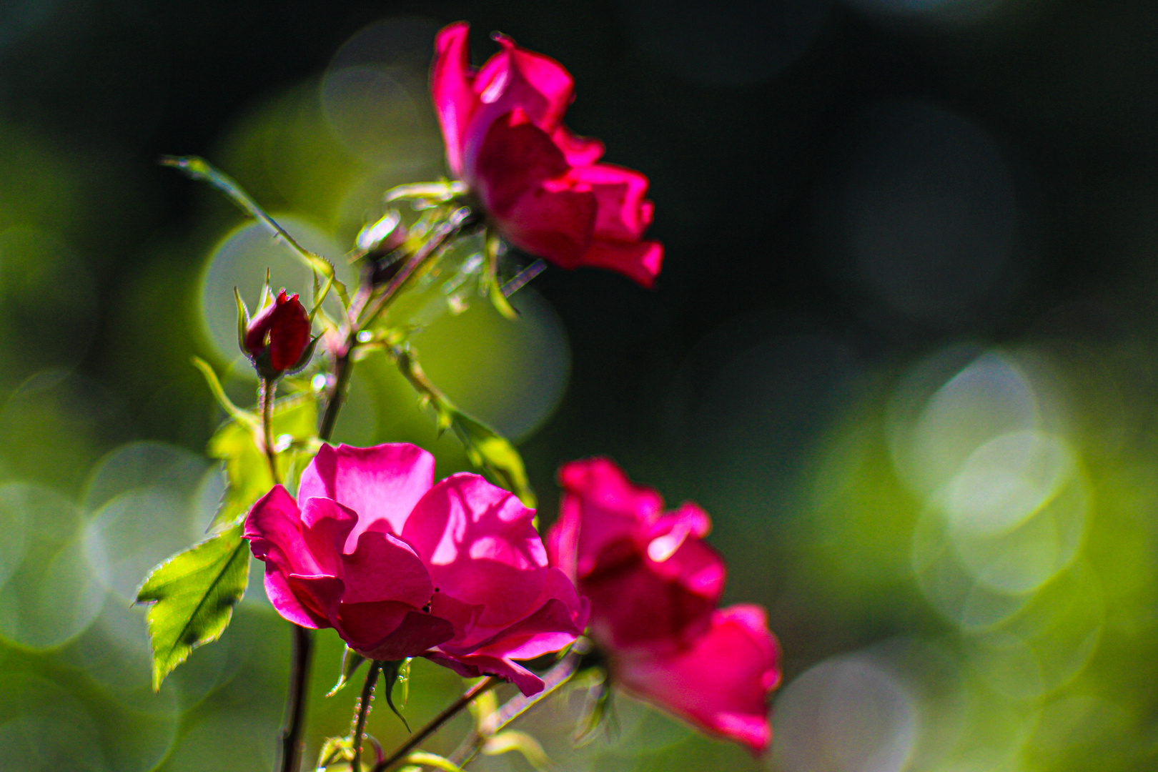 Letzte Rosen ...