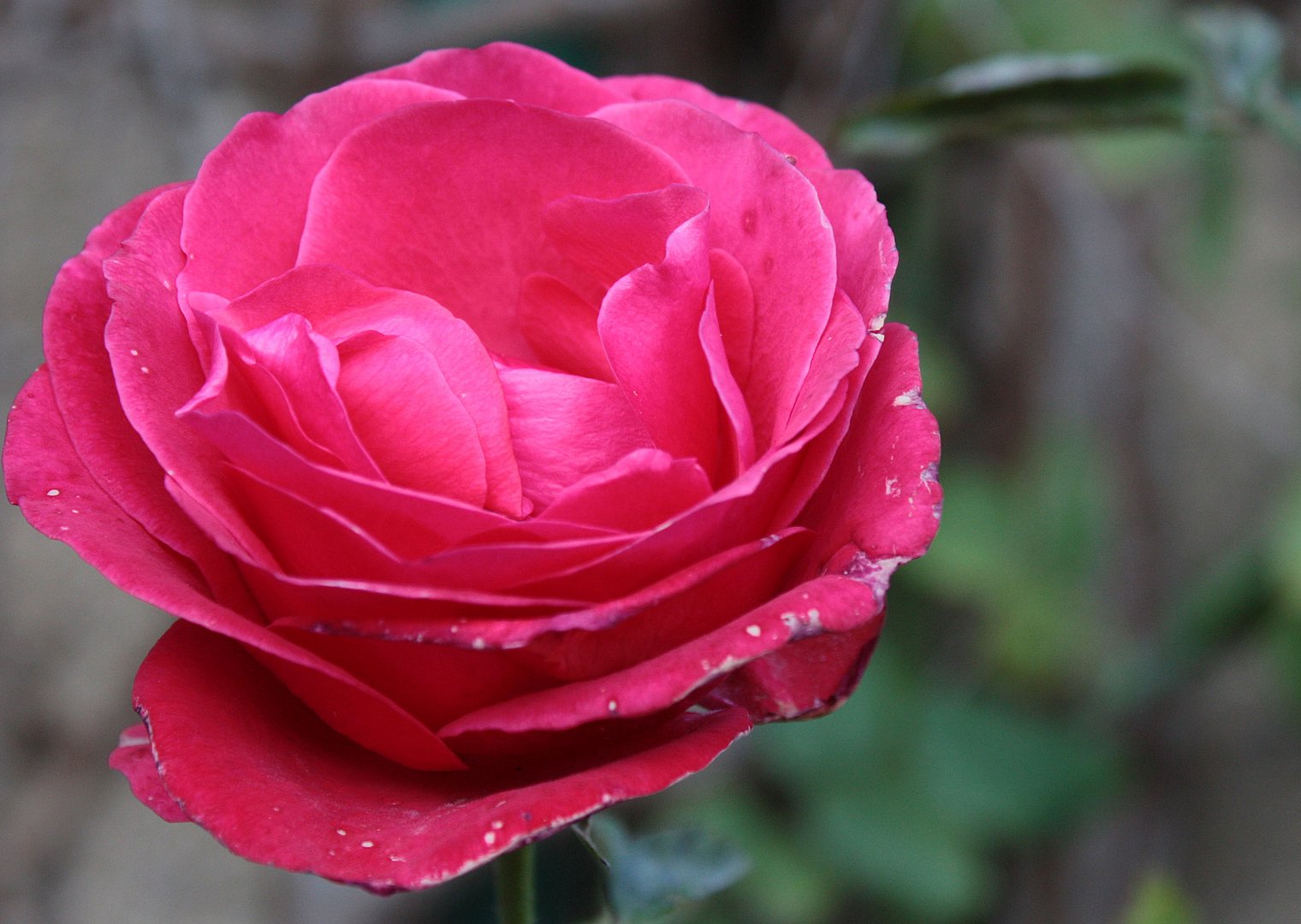 letzte Rosen für 2017