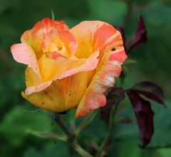 letzte Rosen für dieses Jahr