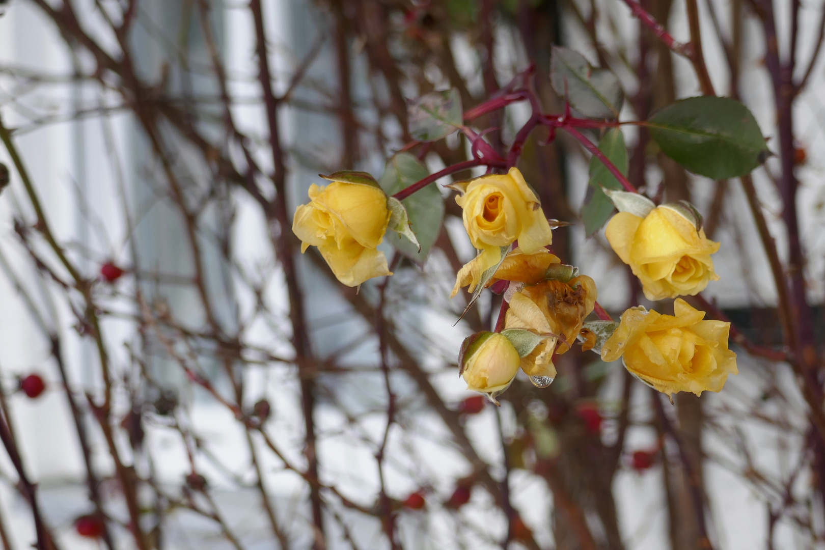 Letzte Rosen, gelb