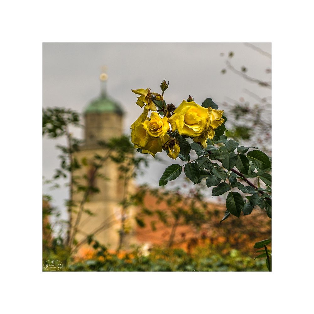 Letzte Rosen im Herbst