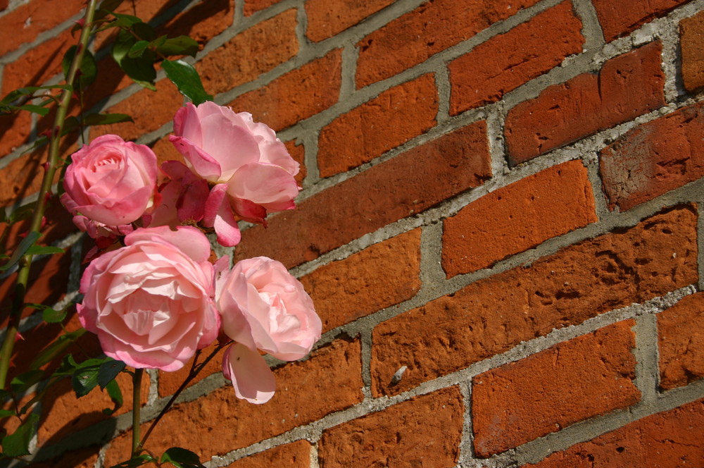 letzte Rosen im Herbst