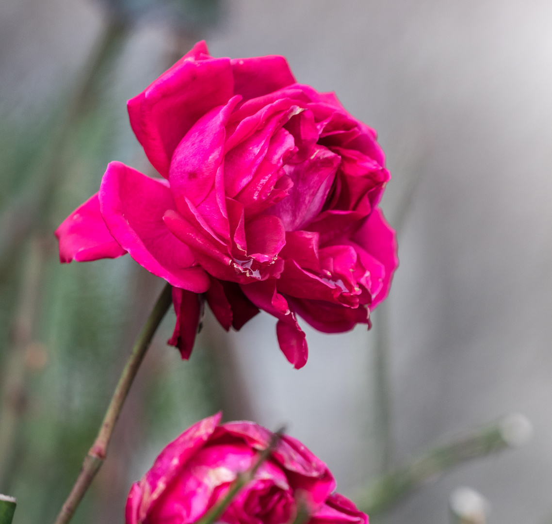 Letzte Rosen im Januar