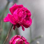 Letzte Rosen im Januar