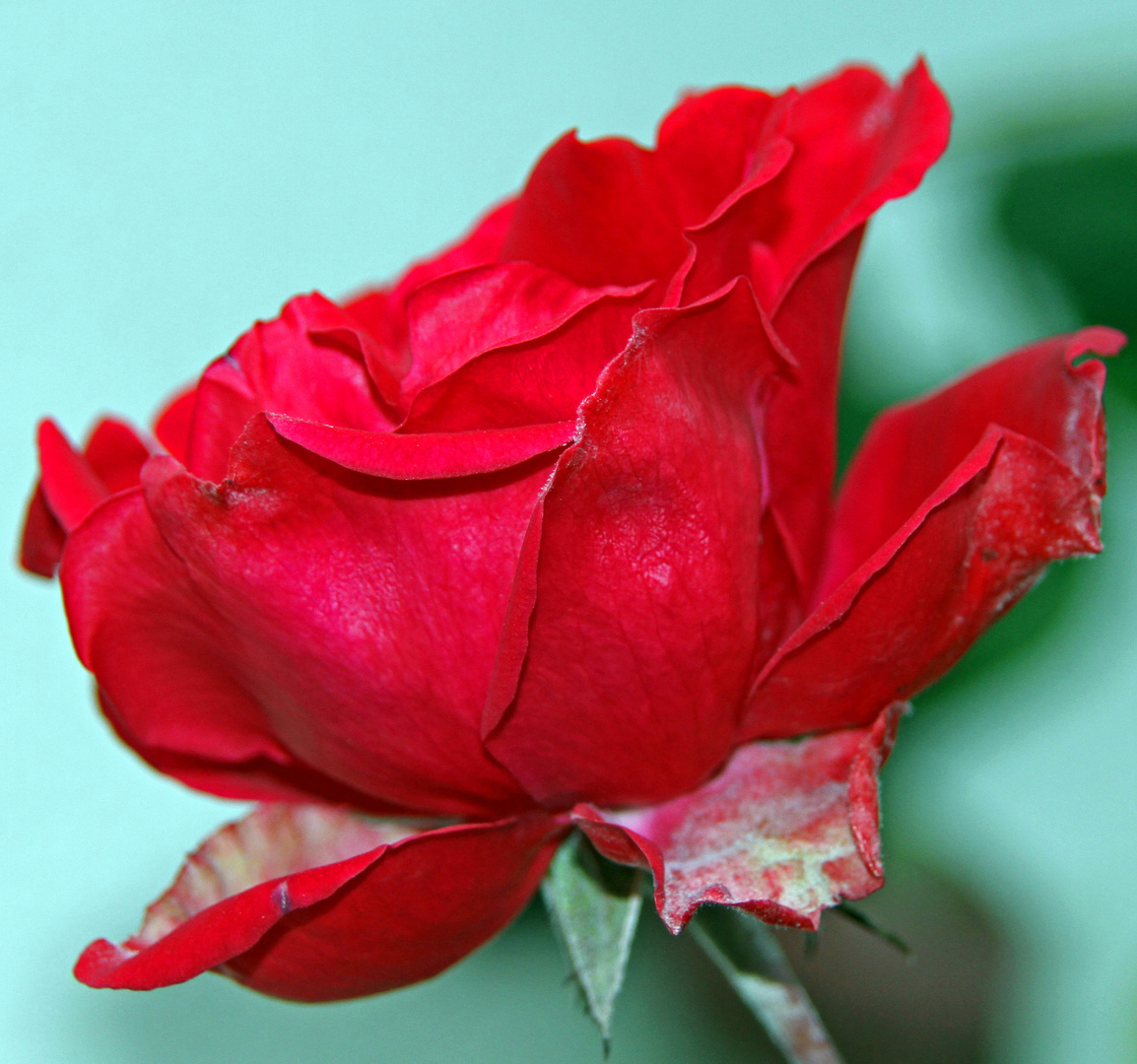 Letzte Rosen in der Natur gesehen