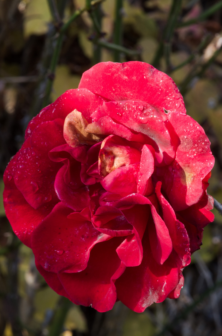 Letzte Rosenblüte  unserer Kletterrose  an der Hauswand vor dem kommenden Winter