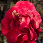 Letzte Rosenblüte  unserer Kletterrose  an der Hauswand vor dem kommenden Winter