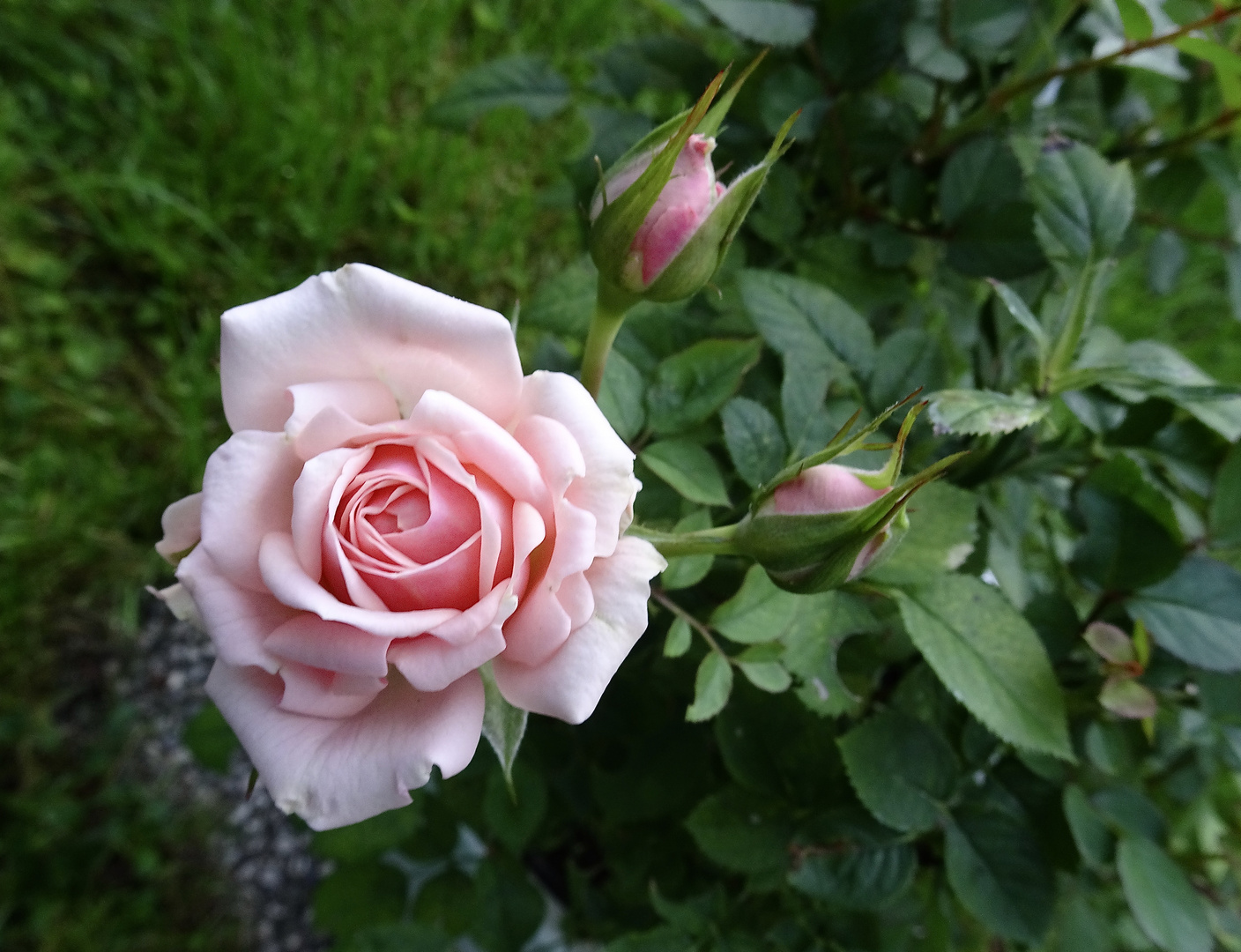 Letzte Rosenblüten