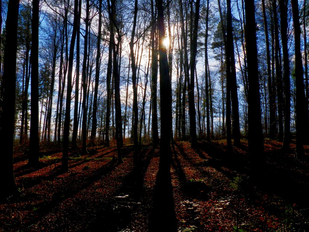 Letzte schöne Herbsttag