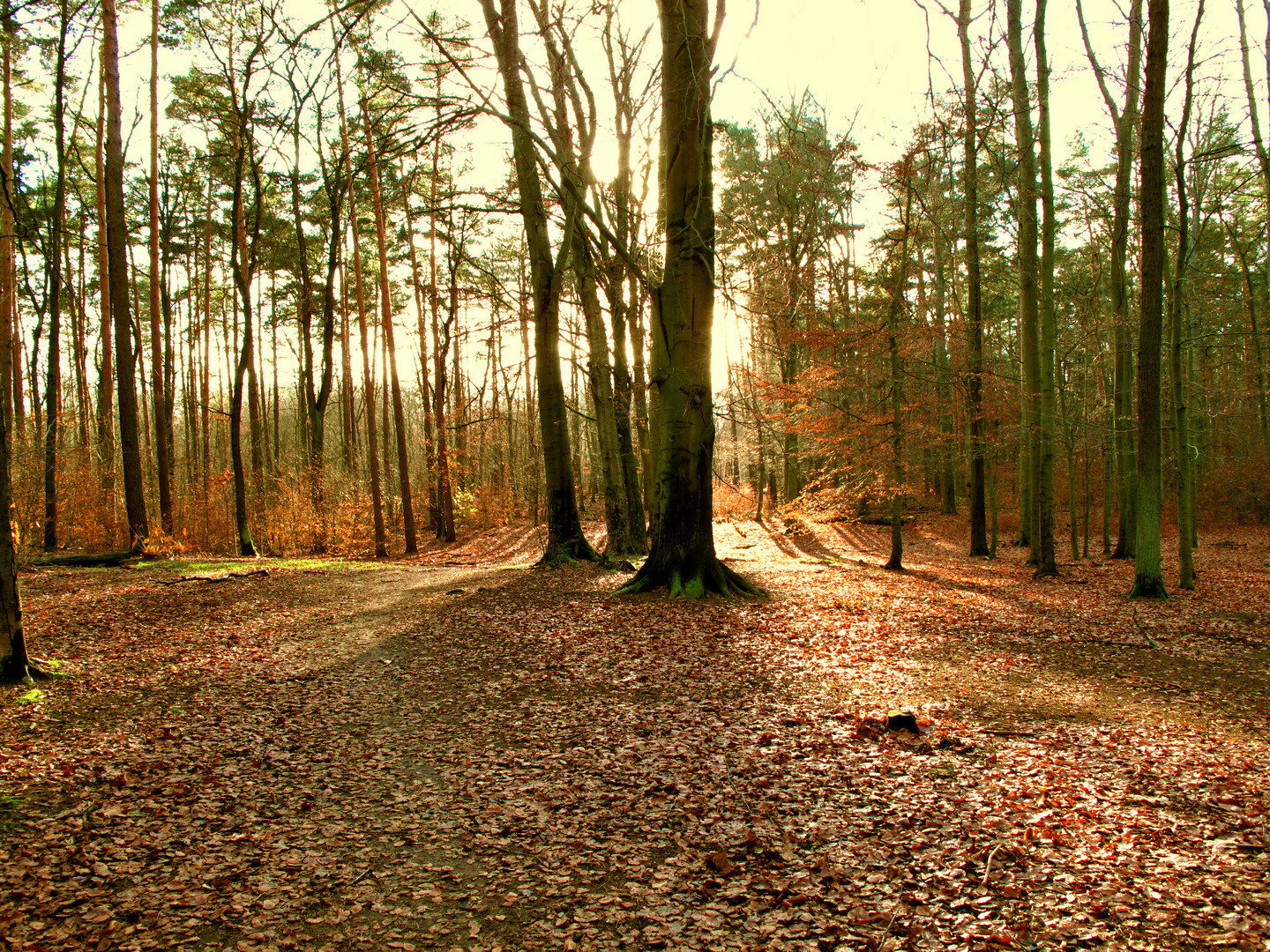 Letzte schöne Tage im Berliner Grunewald