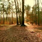 Letzte schöne Tage im Berliner Grunewald