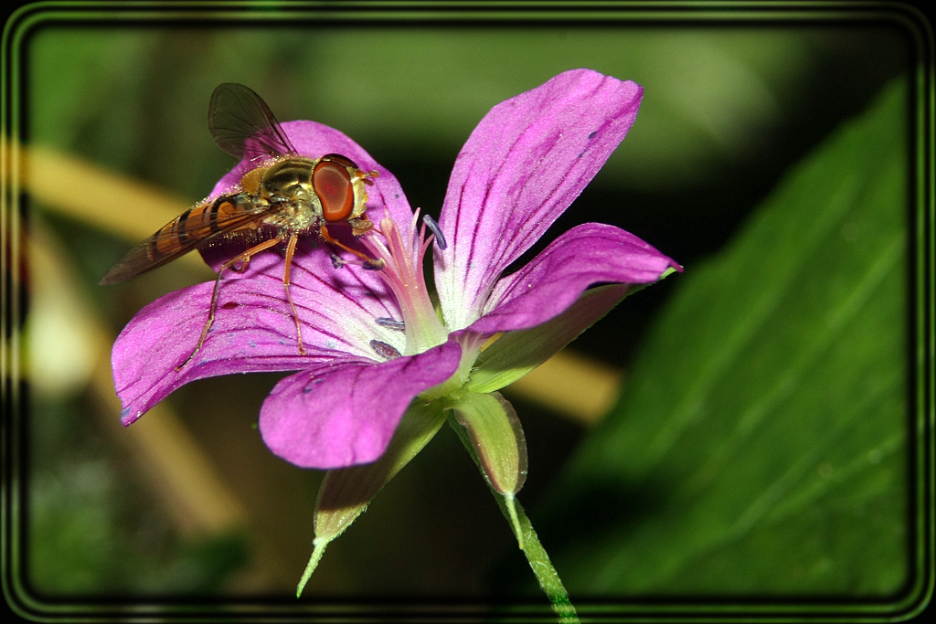 Letzte Schwebfliege