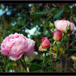 letzte Septemberrosen