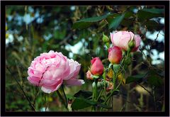 letzte Septemberrosen