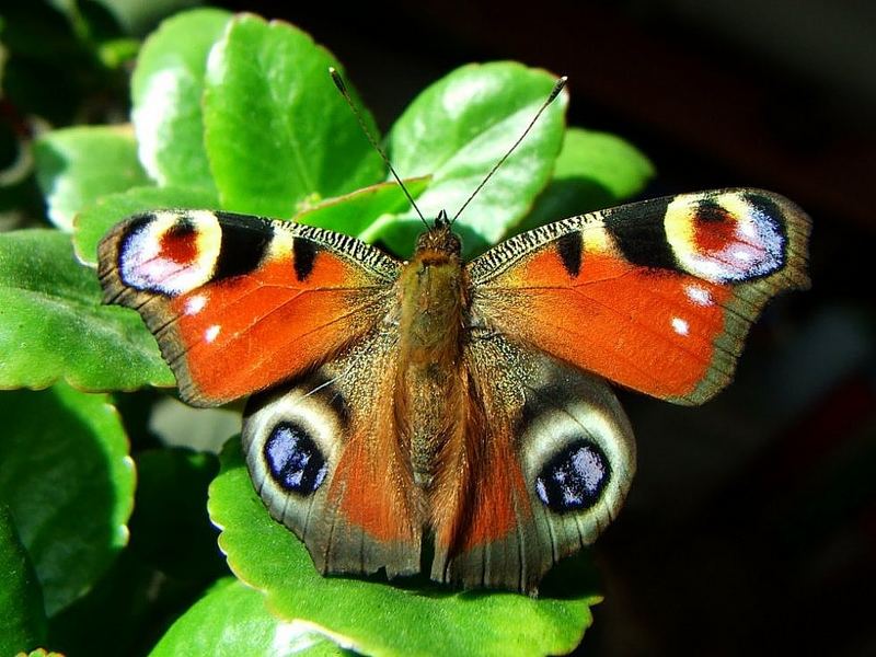 Letzte Smetterling