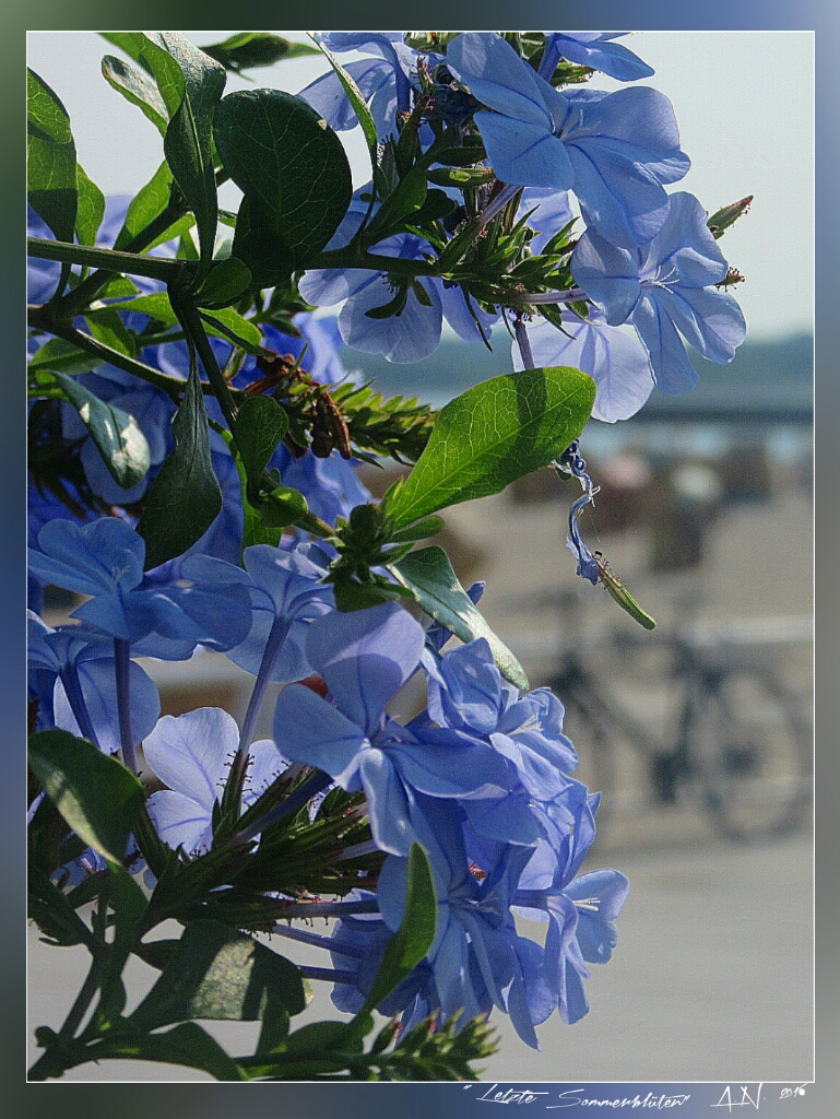 Letzte Sommerblüten