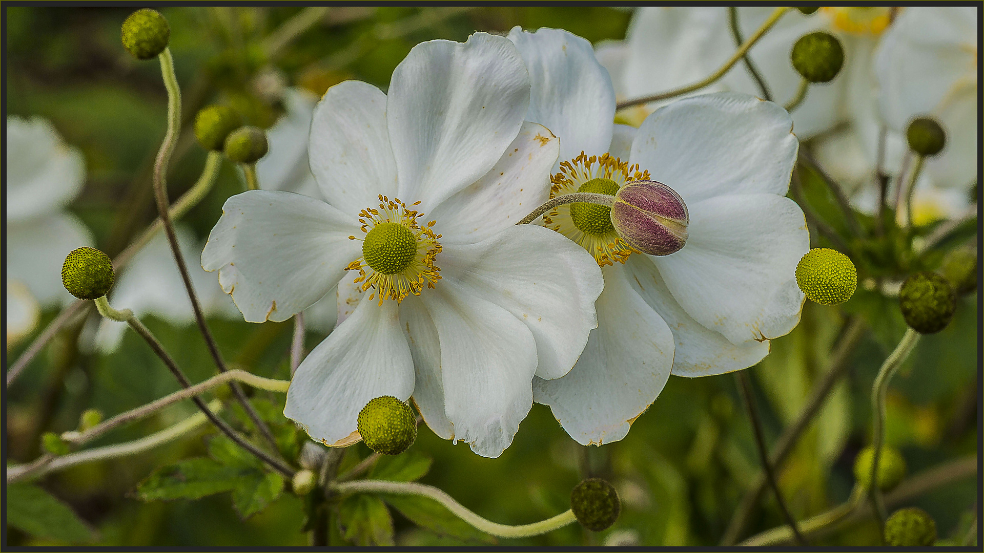 LETZTE SOMMERBLÜTEN