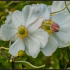 LETZTE SOMMERBLÜTEN