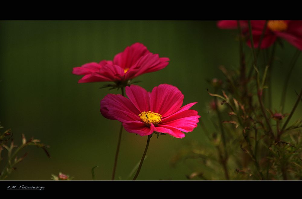 Letzte Sommerblume!